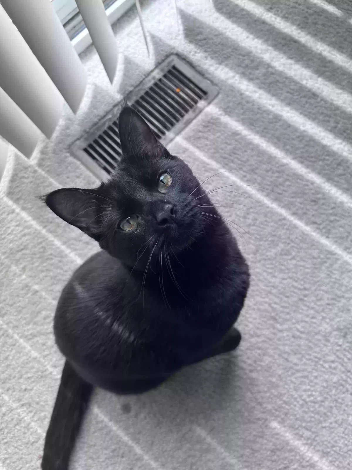 Lost cat in Clarksburg, MD, 20871