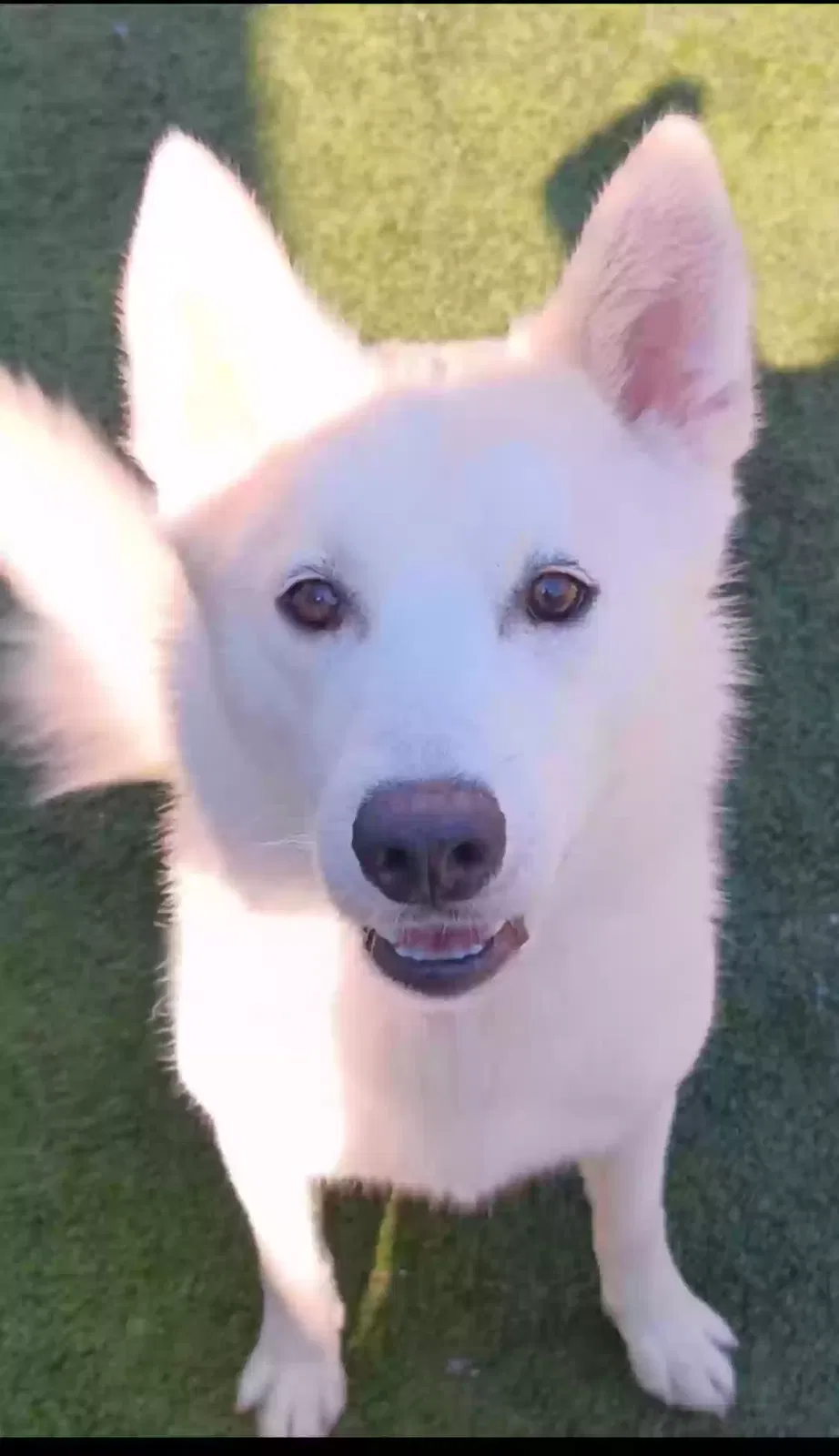 Lost dog in Daytona Beach, FL, 32114