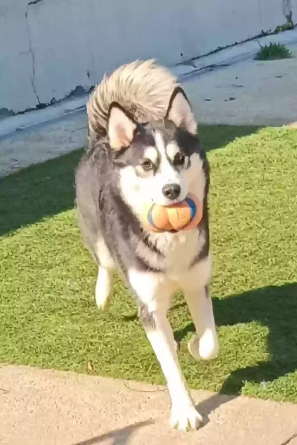 Lost dog in Daytona Beach, FL, 32114