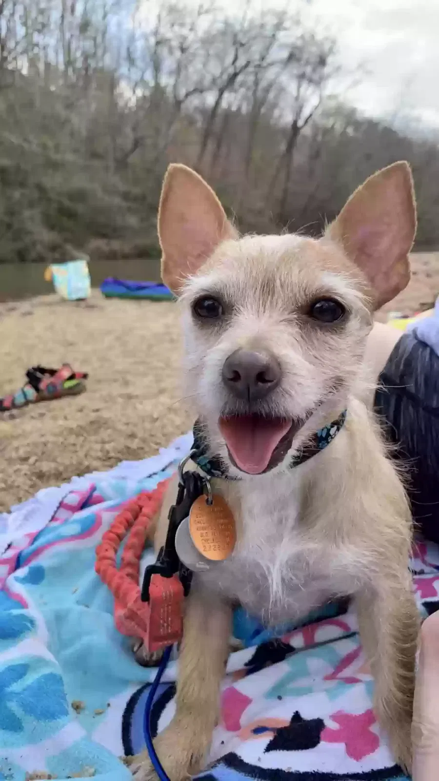 Lost dog in Sylacauga, AL, 35151