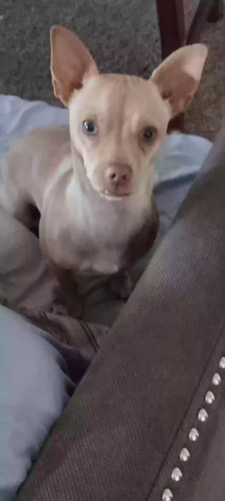 Lost dog in Merced, CA, 95348