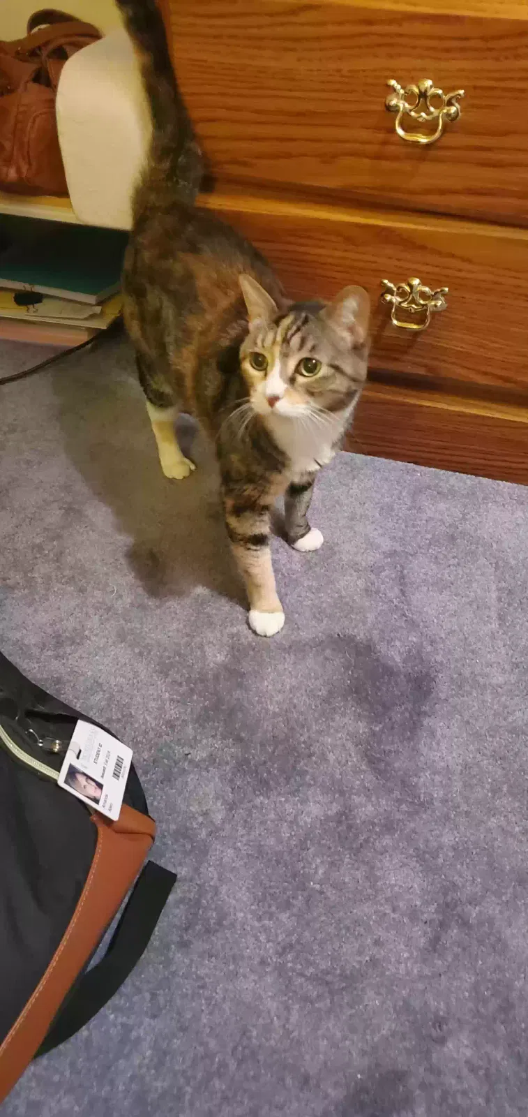 Lost cat in Phenix City, AL, 36870