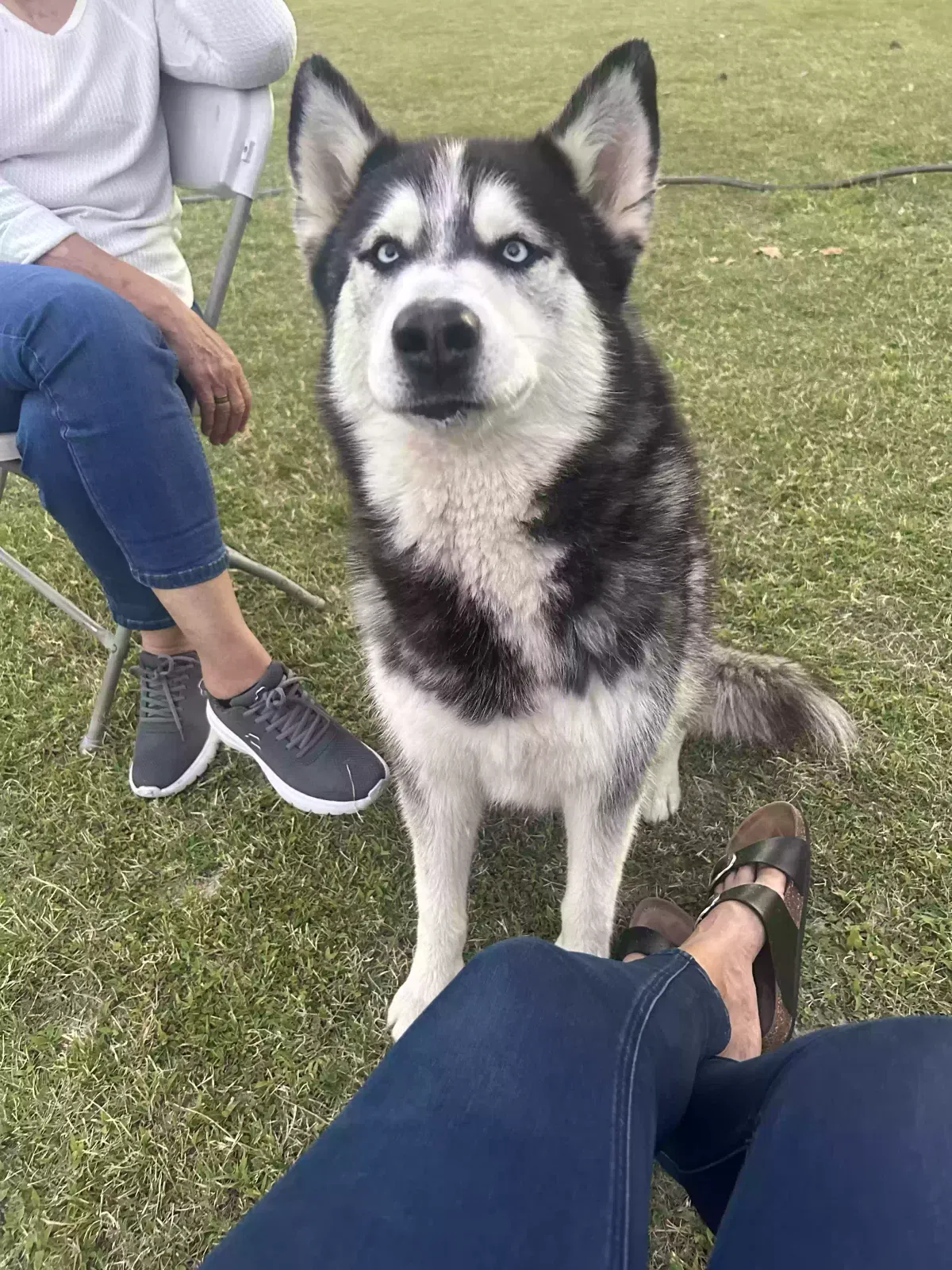 Lost dog in Glendale, AZ, 85305