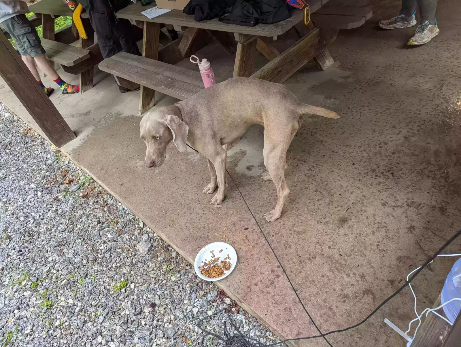 Found dog in Travelers Rest, SC, 29690
