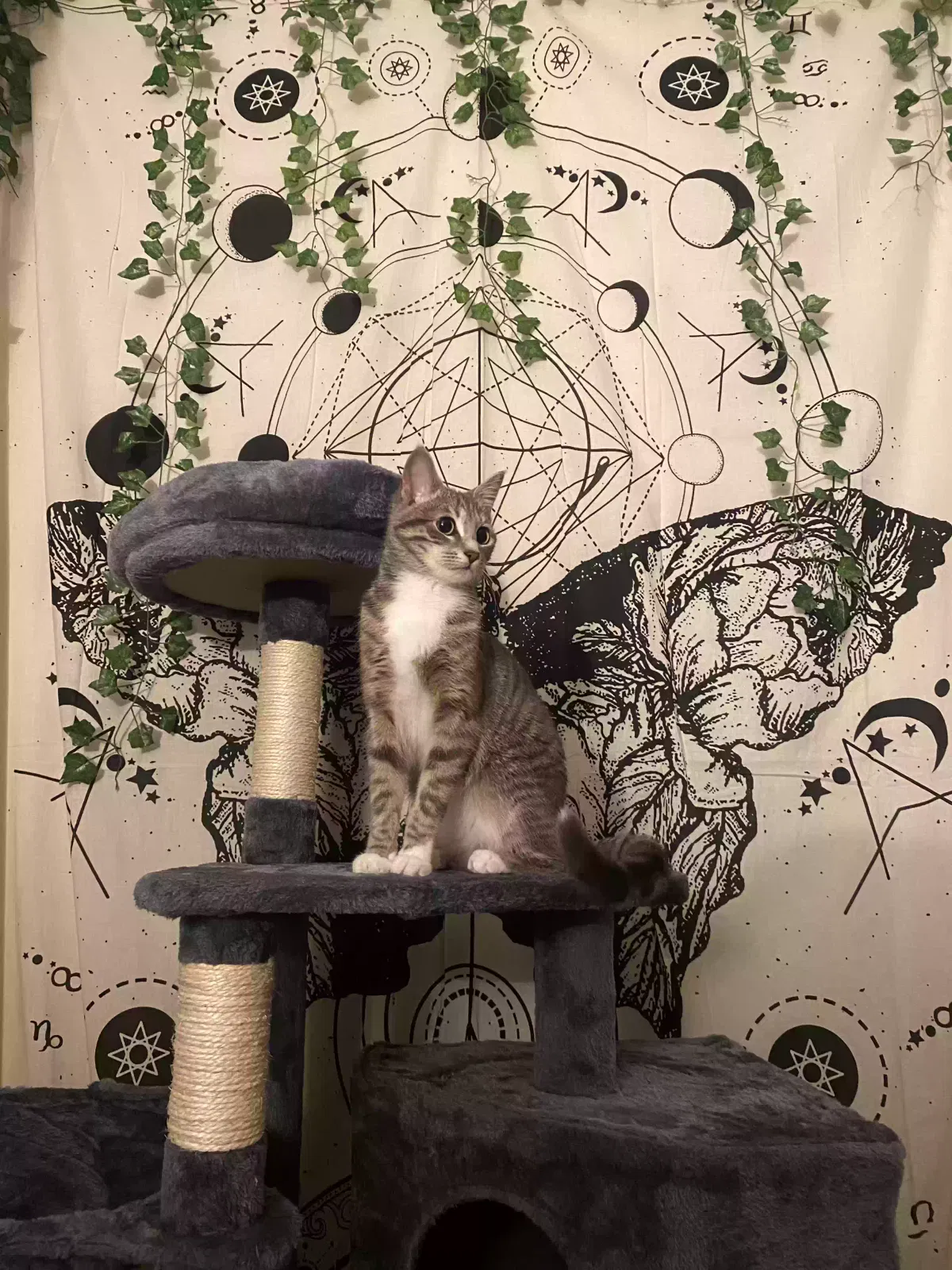 Lost cat in Zirconia, NC, 28790