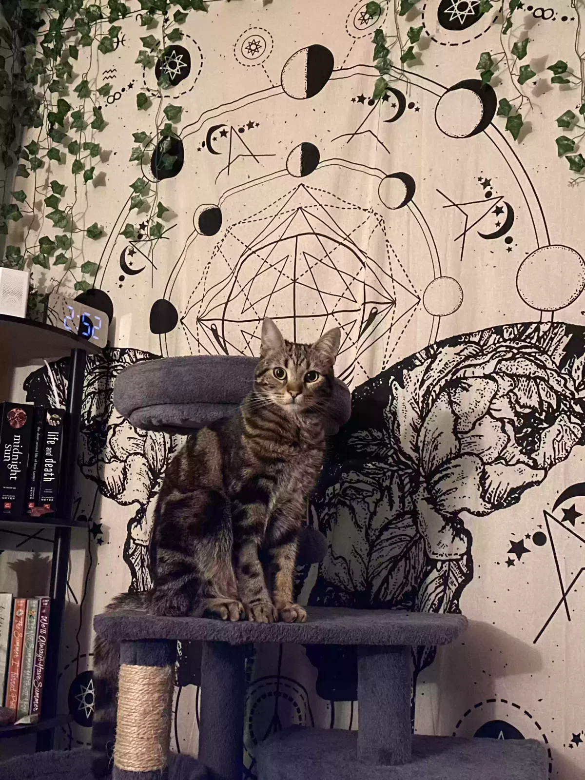 Lost cat in Zirconia, NC, 28790