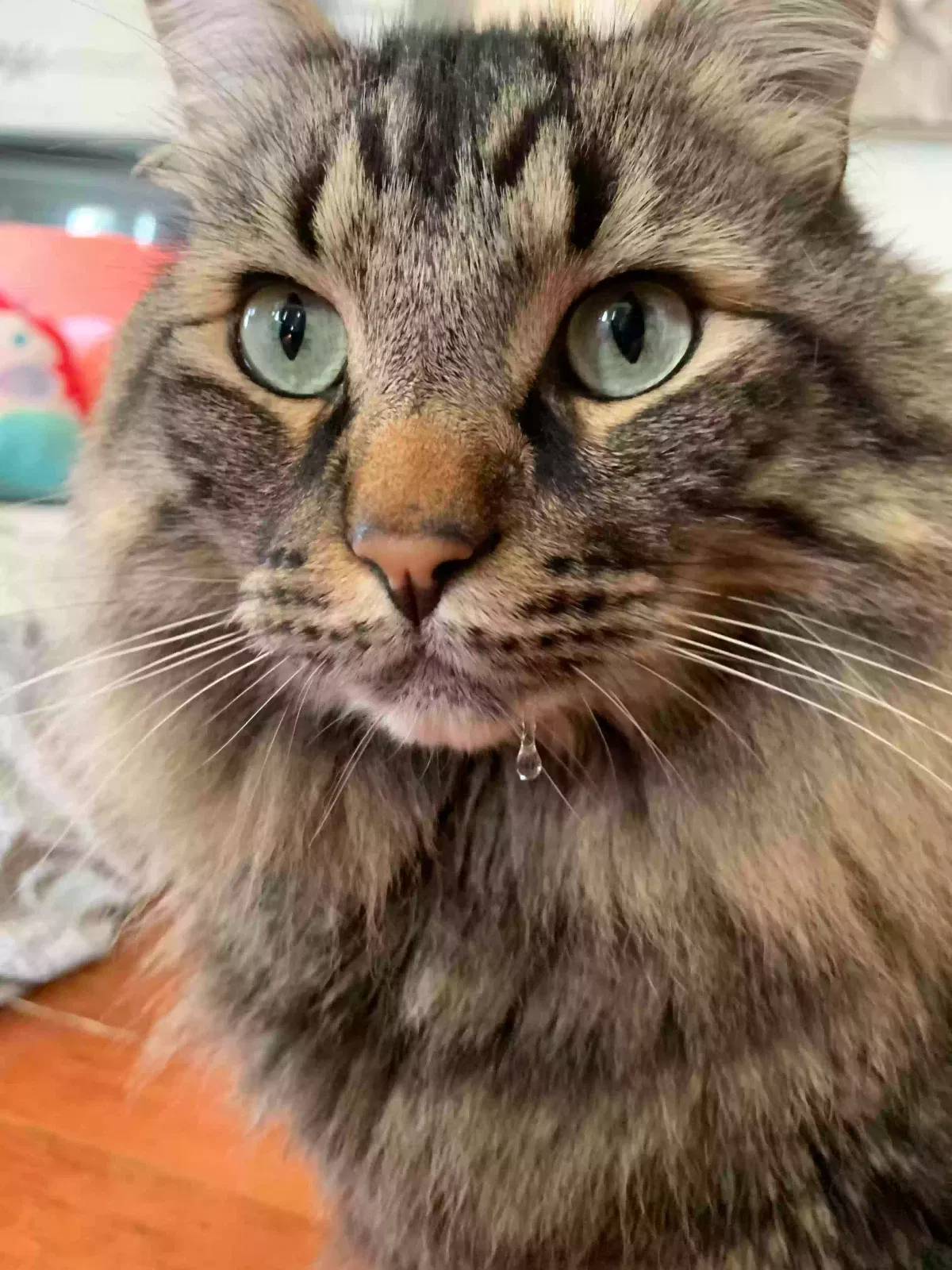 Lost cat in Everett, WA, 98201