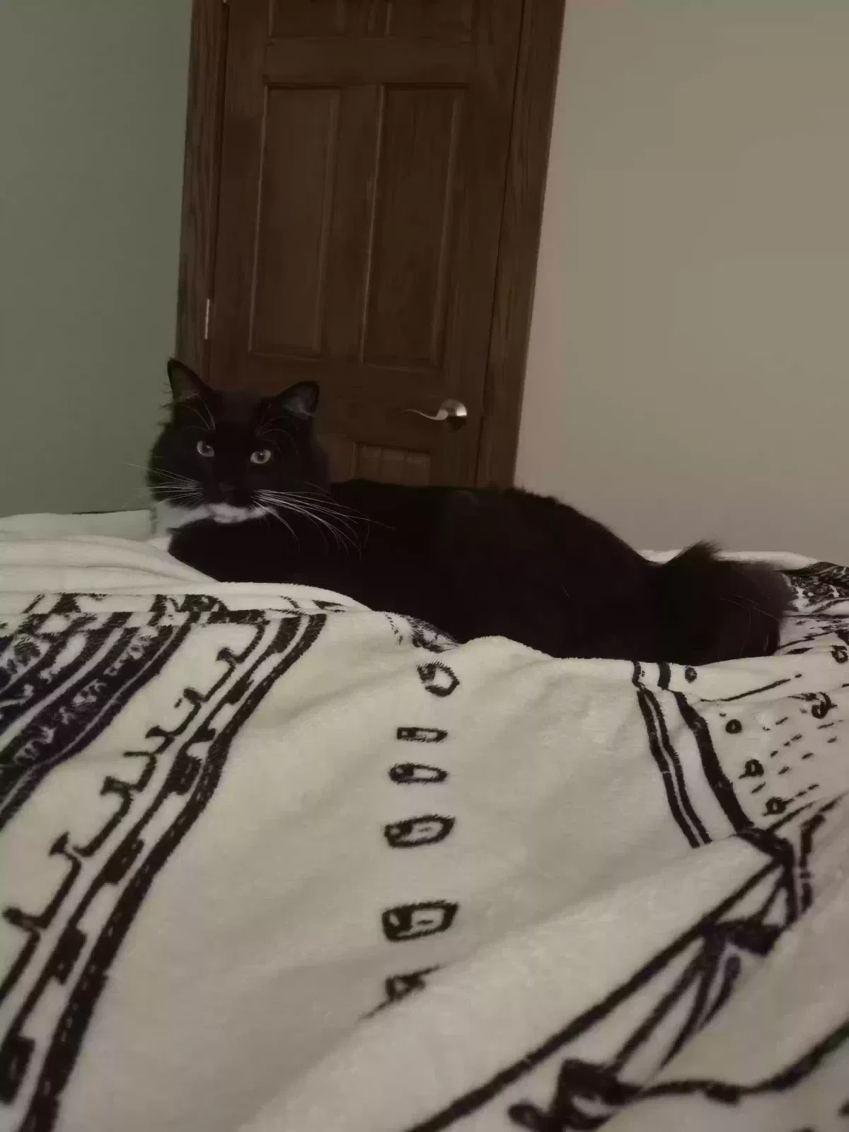 Lost cat in Minneapolis, MN, 55422