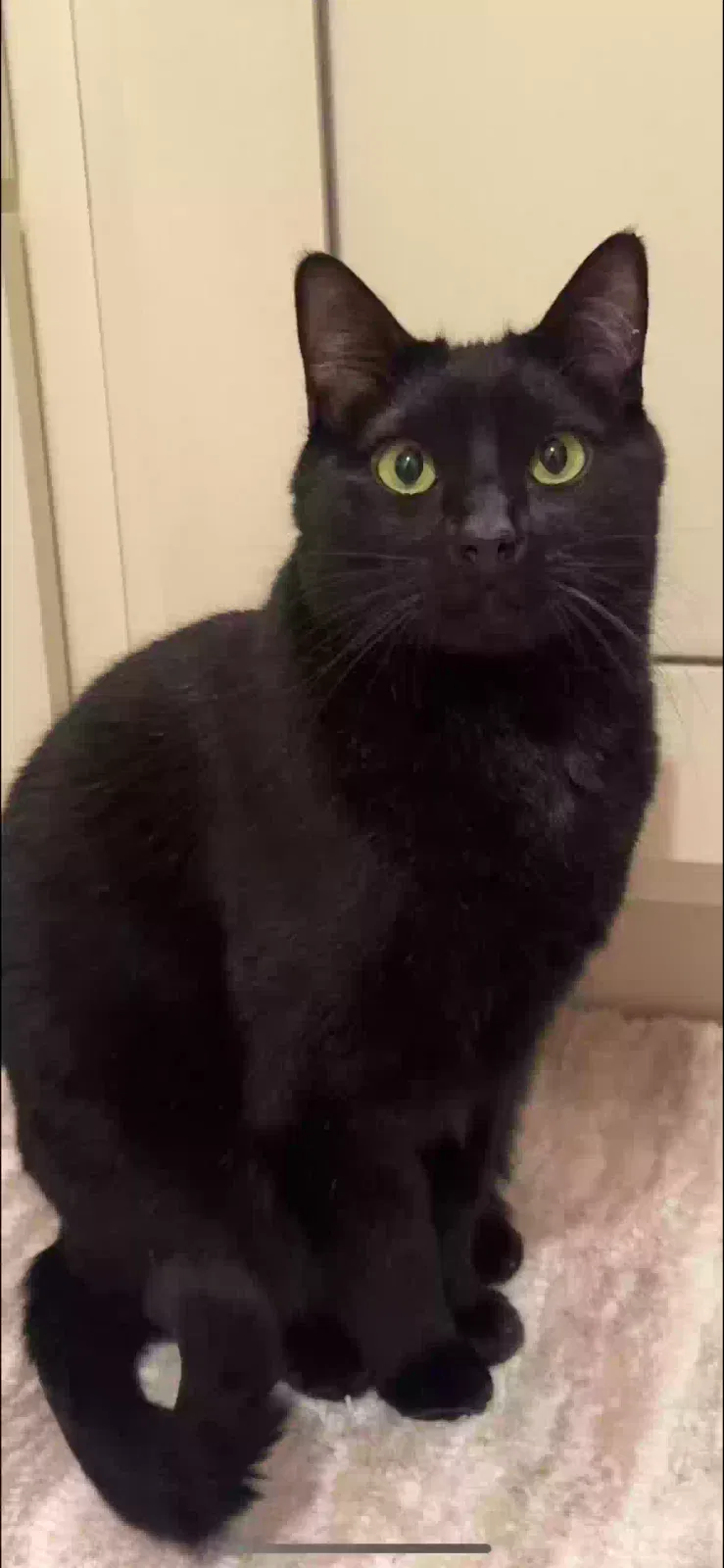 Lost cat in Kaysville, UT, 84037