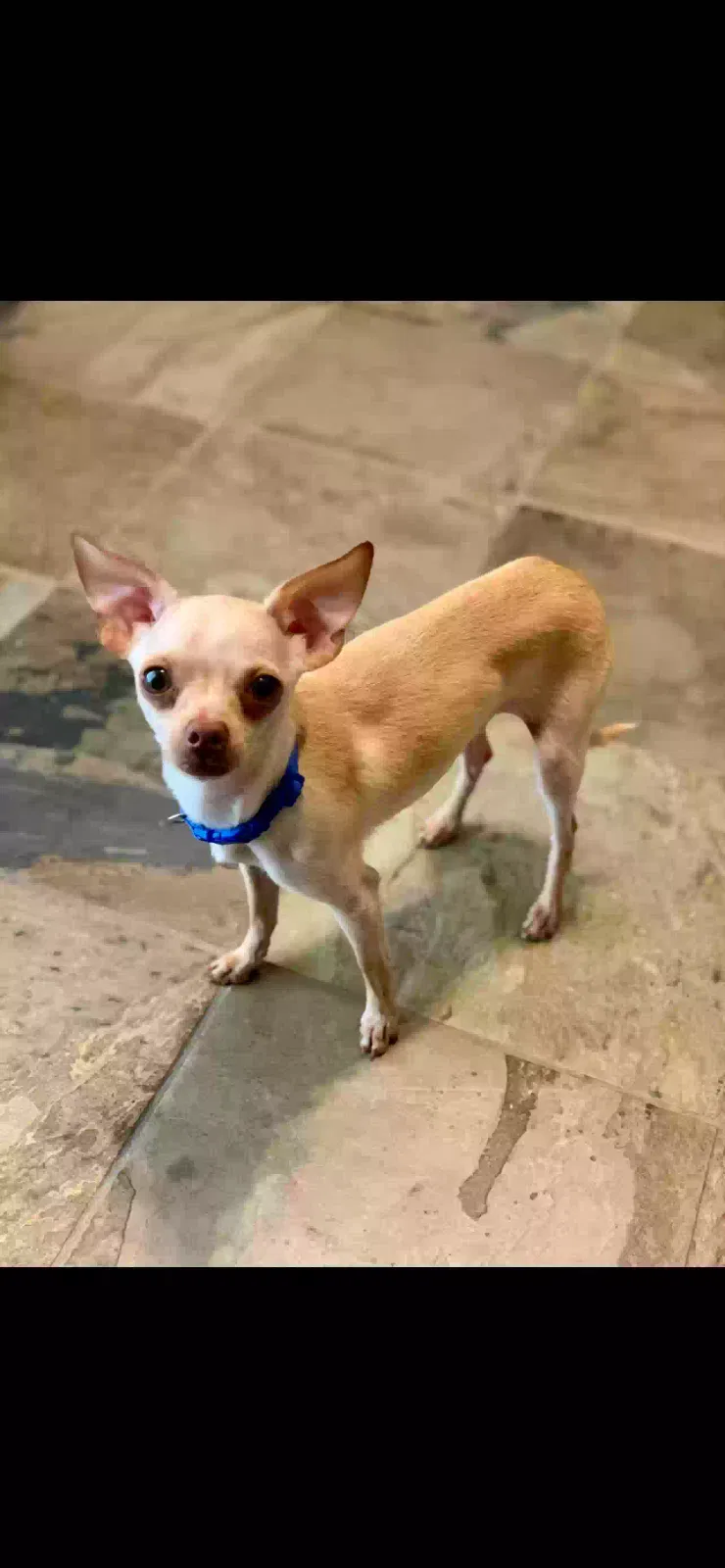 Lost dog in Galveston, TX, 77551