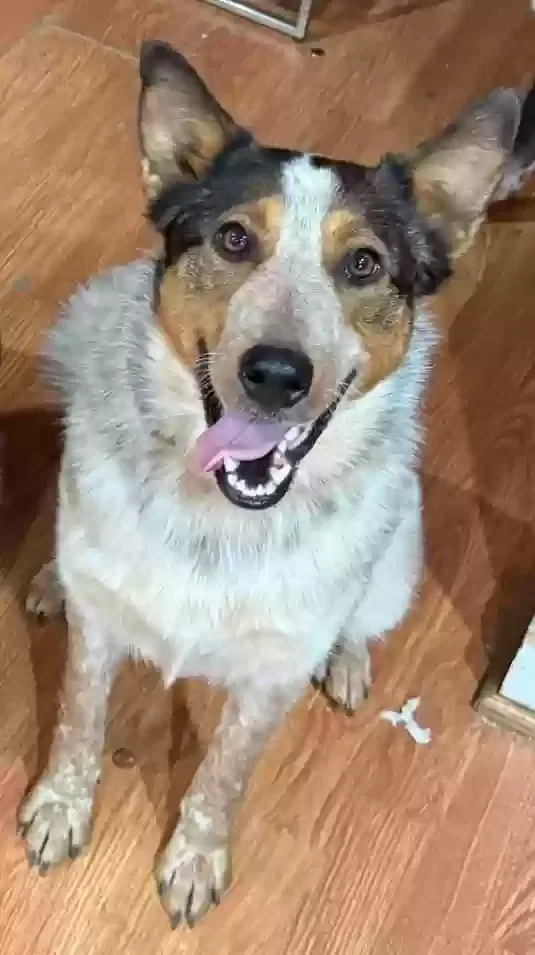 Lost dog in Mechanicsville, VA, 23116