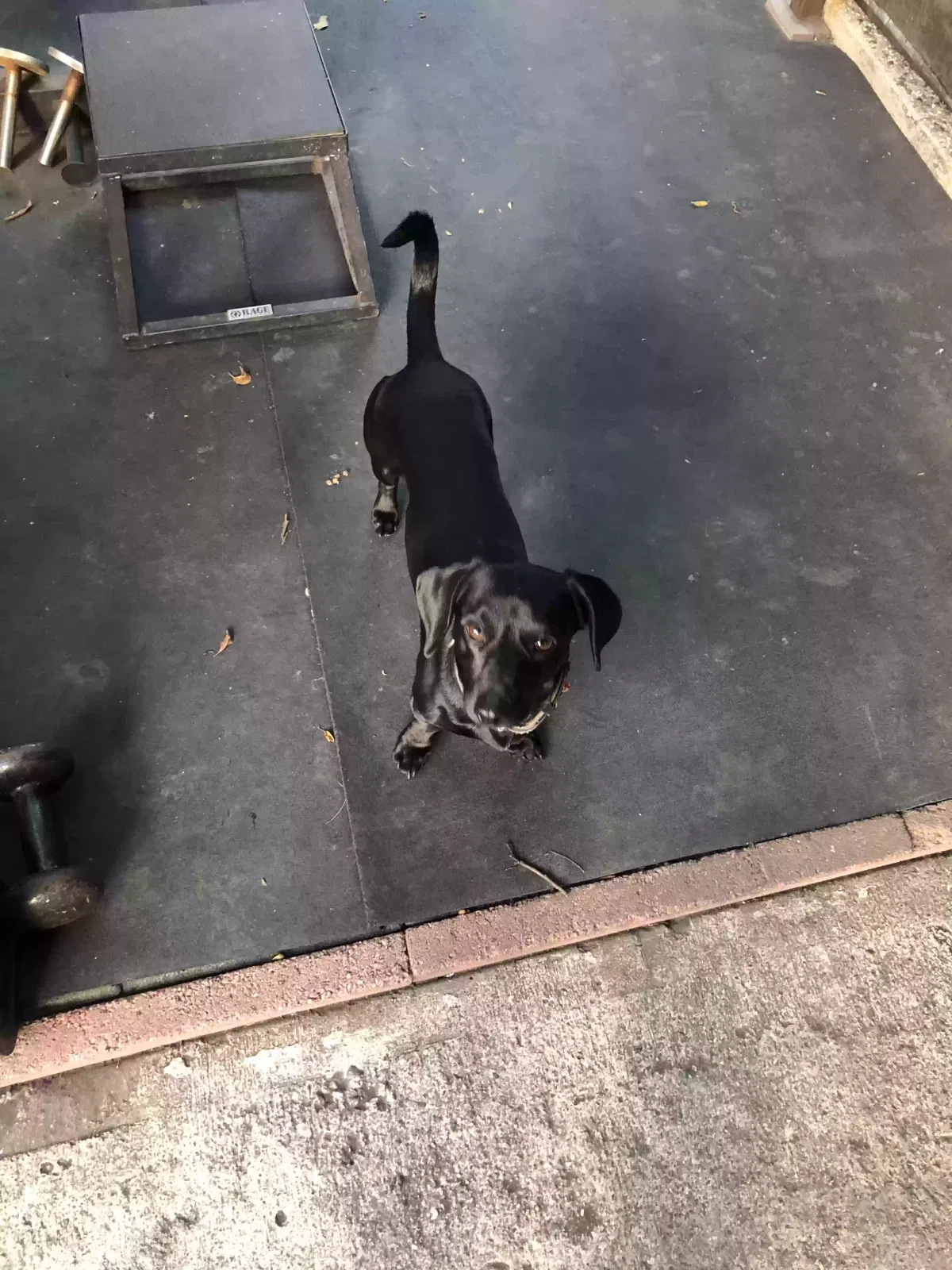 Lost dog in Los Angeles, CA, 90026