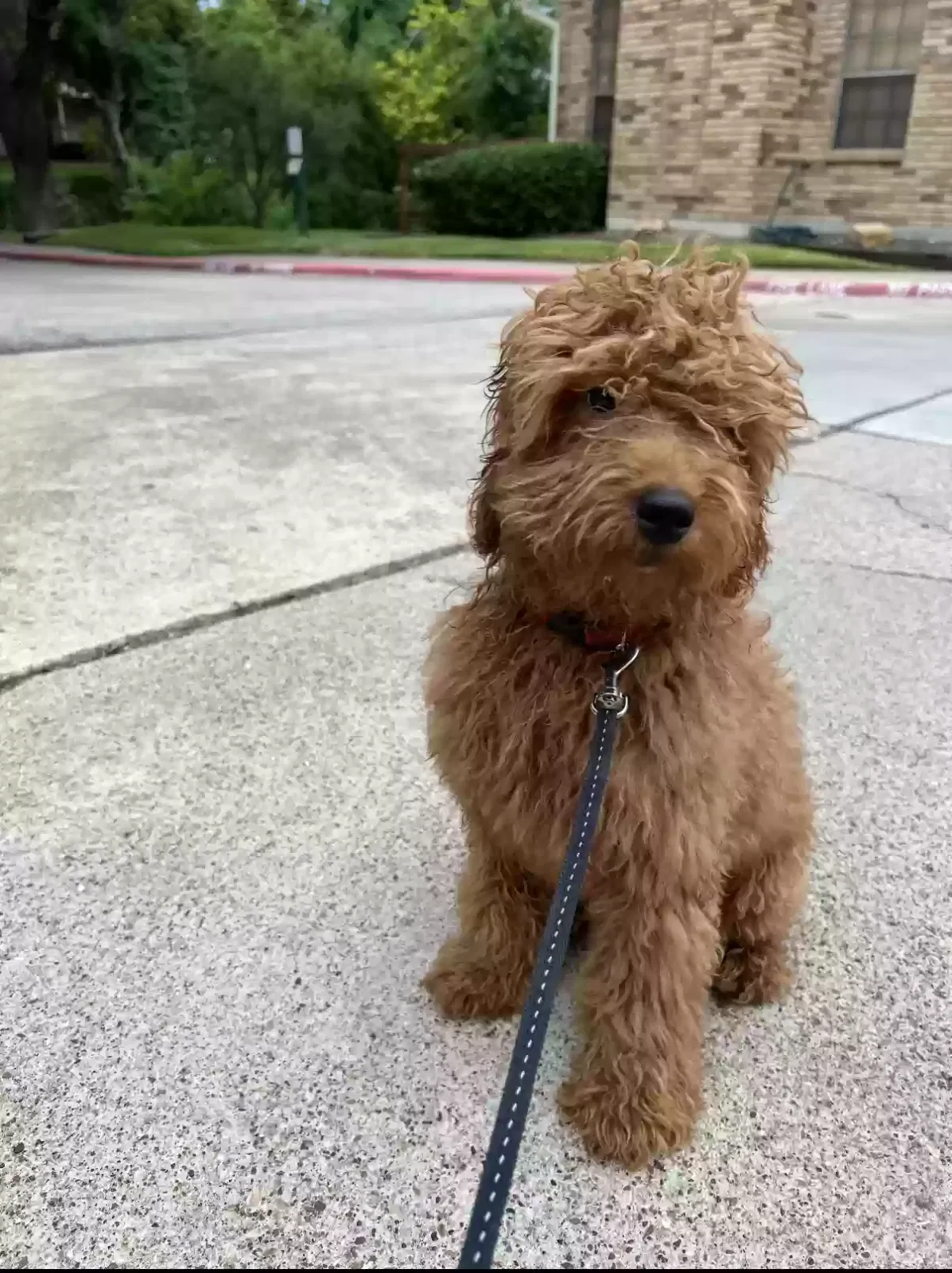 Lost dog in Dallas, TX, 75219