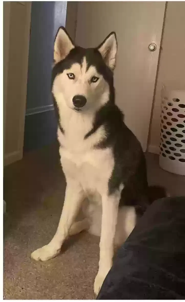 Lost dog in Aurora, CO, 80011