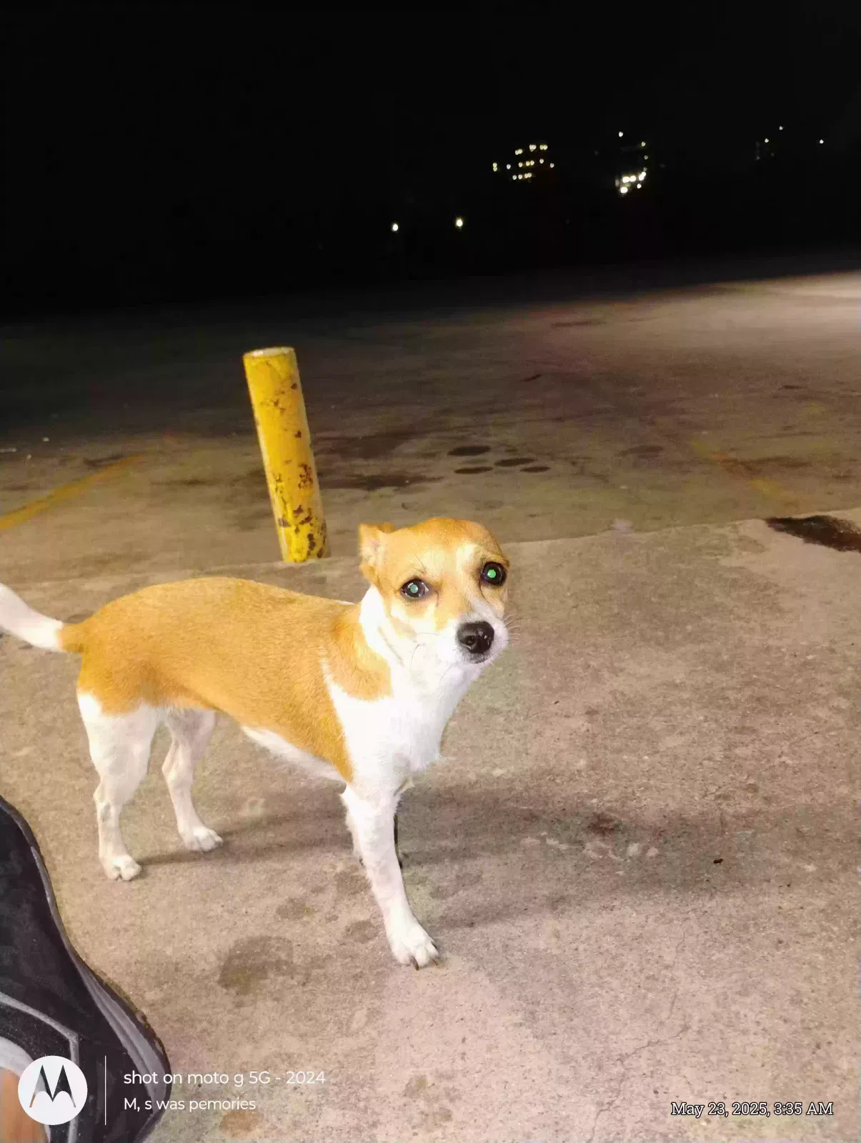 Lost dog in Fort Worth, TX, 76112