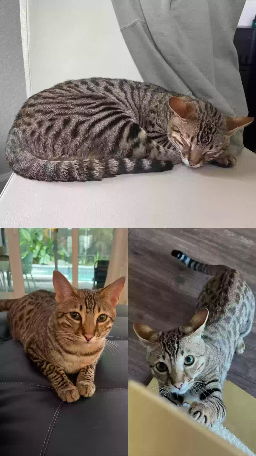 Lost cat in Winter Springs, FL, 32708