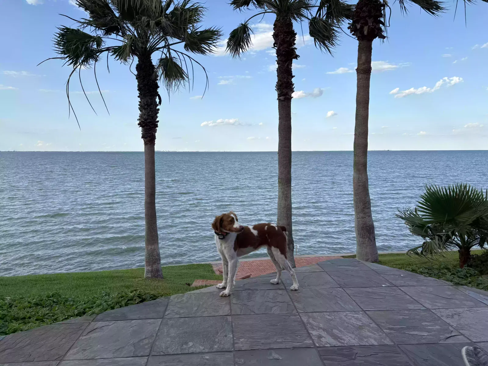 Lost dog in Baytown, TX, 77521