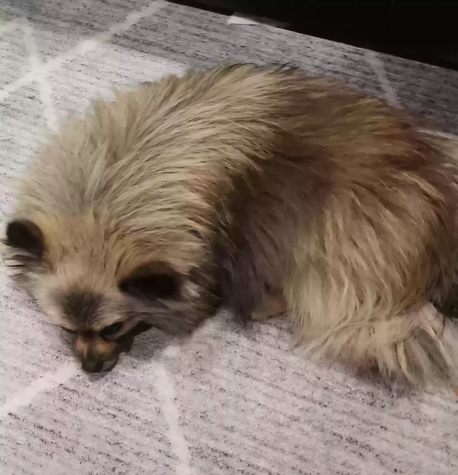 Lost dog in Santa Rosa, CA, 95407