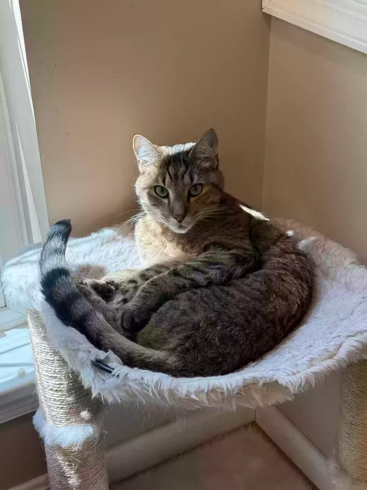 Lost cat in Sterling, VA, 20164