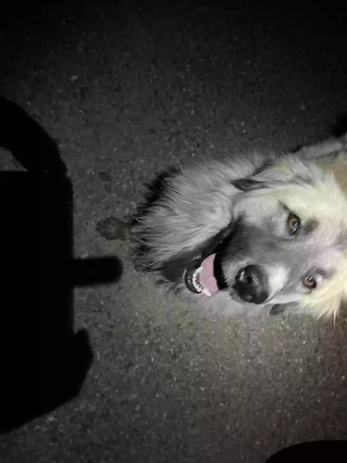 Found dog in Tijeras, NM, 87059