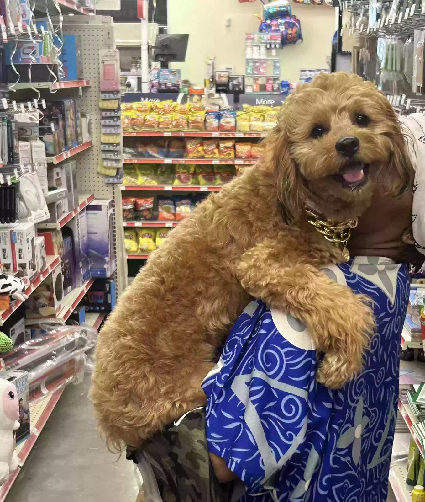 Lost dog in Theodore, AL, 36582