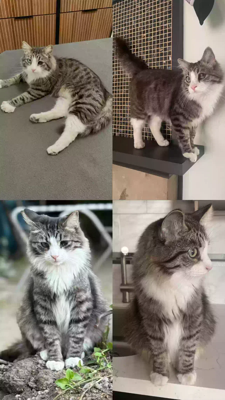 Lost cat in Ontario, CA, 91764