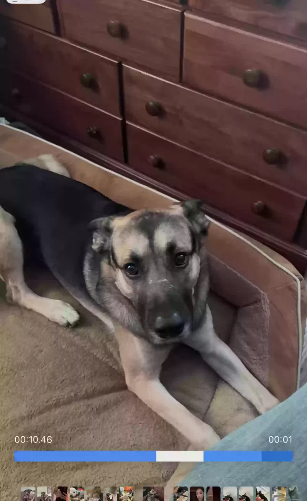 Lost dog in Indianapolis, IN, 46241