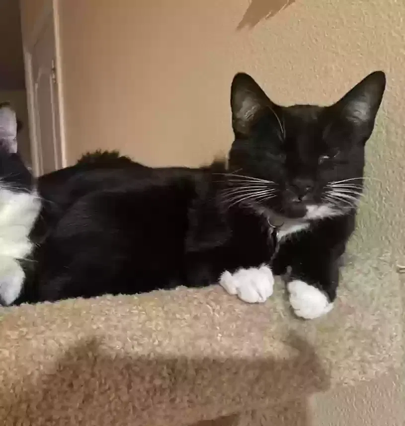 Lost cat in Longview, WA, 98632
