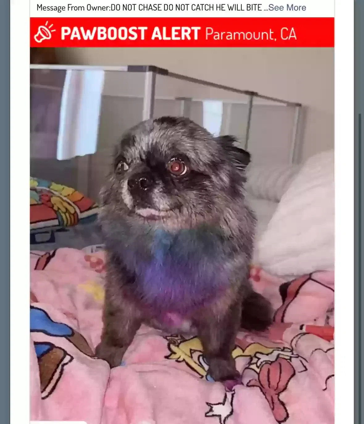 Lost dog in Paramount, CA, 90723