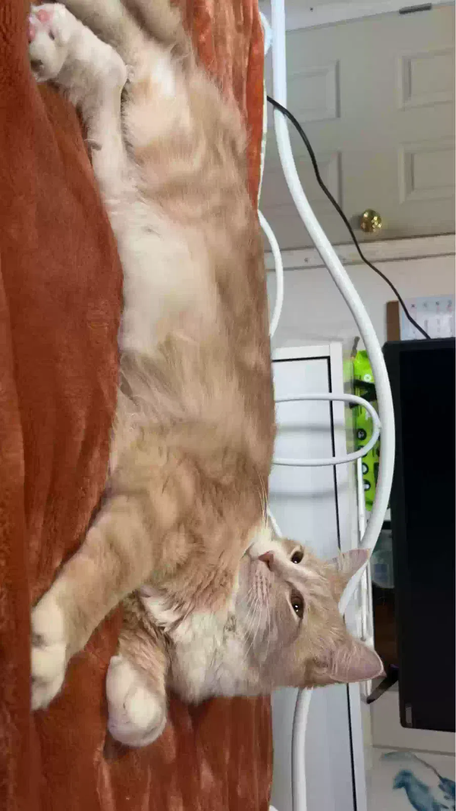 Missing Cat