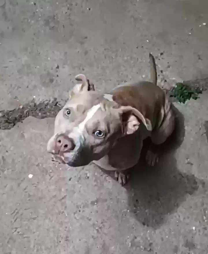 Lost dog in Slaton, TX, 79364