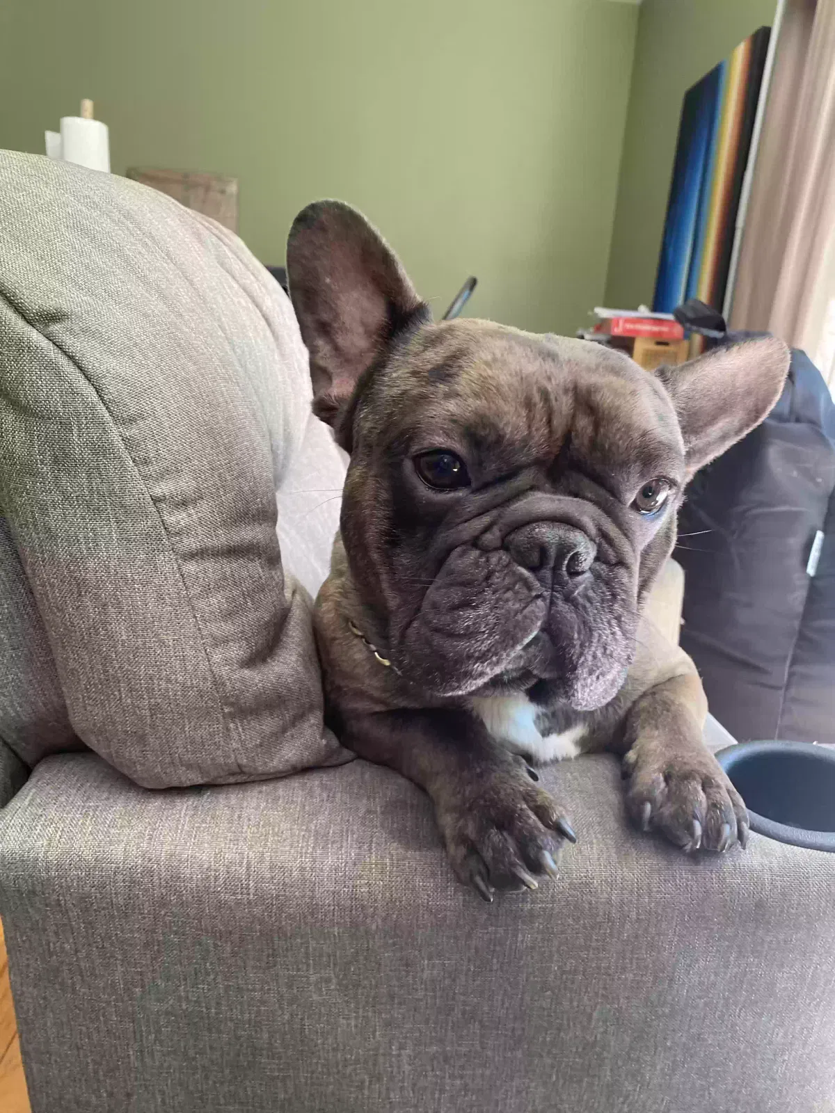Lost dog in Anthony, FL, 32617