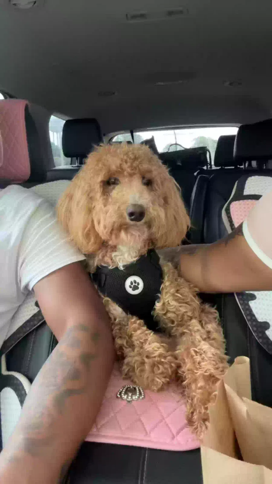 Lost dog in Montgomery, AL, 36116