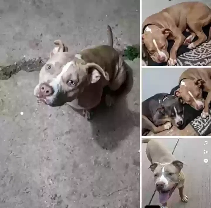 Lost dog in Slaton, TX, 79364