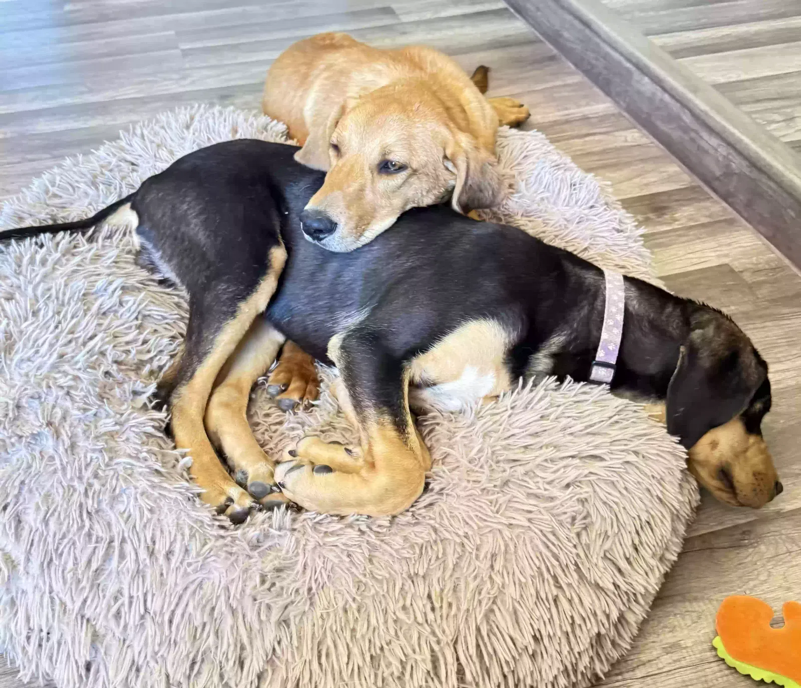 Found dog in Phoenix, AZ, 85053