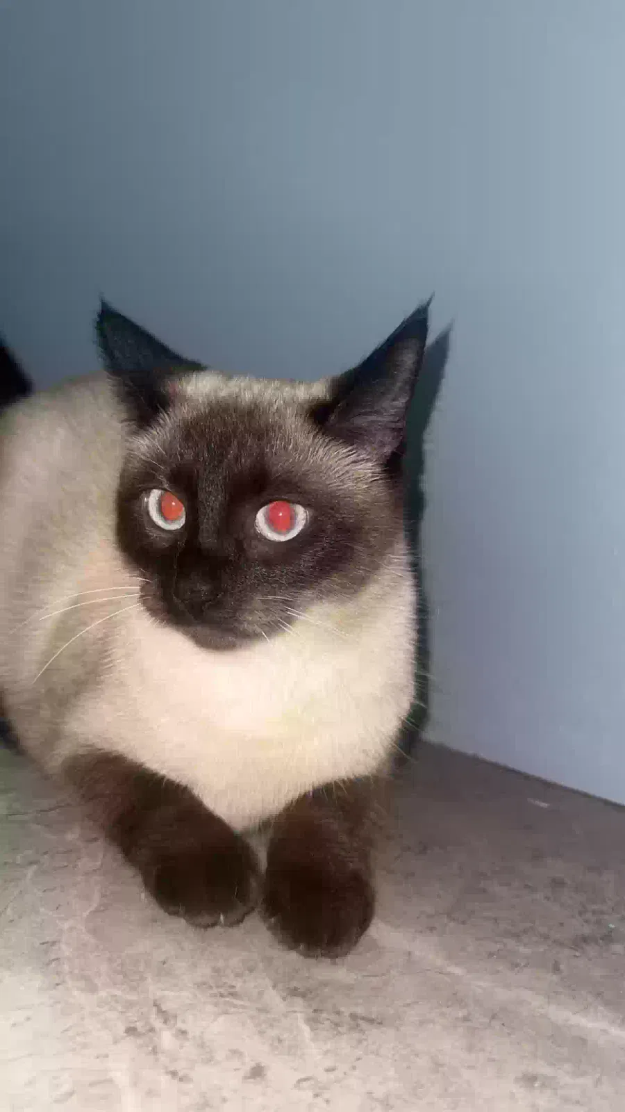 Lost cat in Fort Myers, FL, 33905