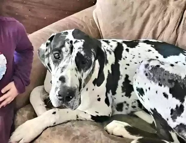 Lost dog in Shawnee, OK, 74801