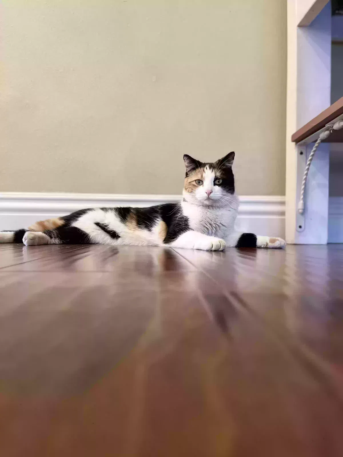 Lost cat in Sylmar, CA, 91342