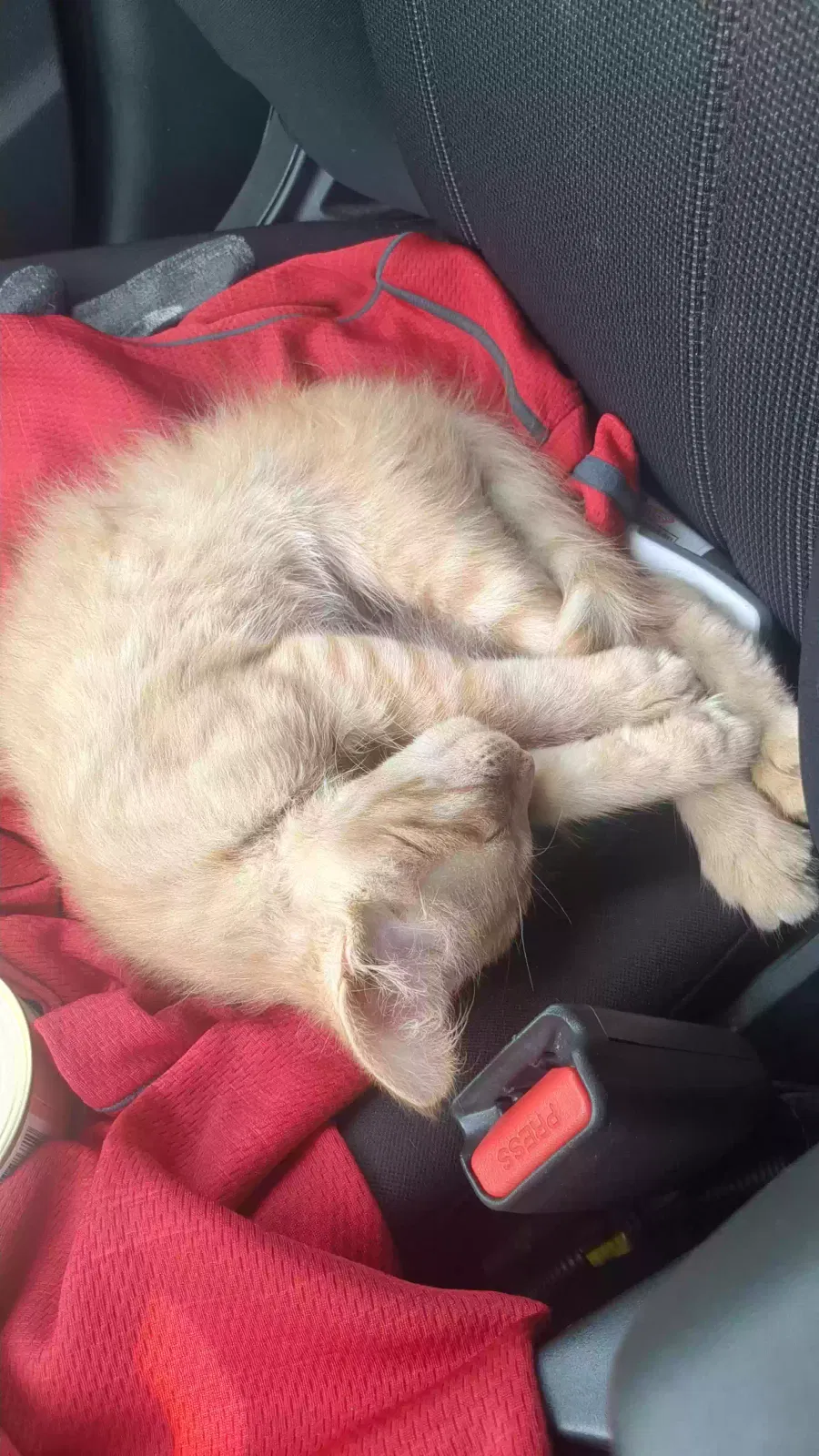 Found cat in Battle Creek, MI, 49017