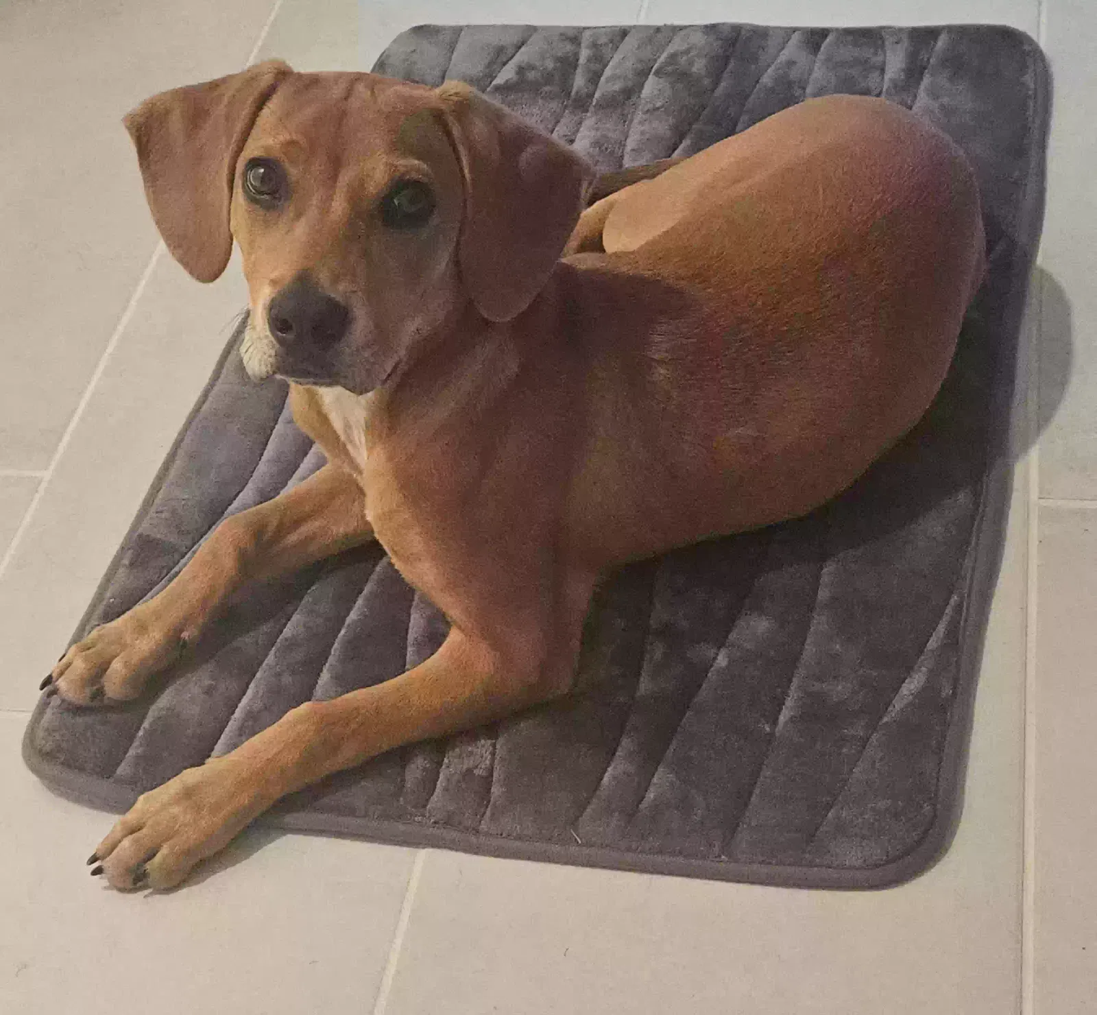 Found dog in Atlanta, GA, 30315