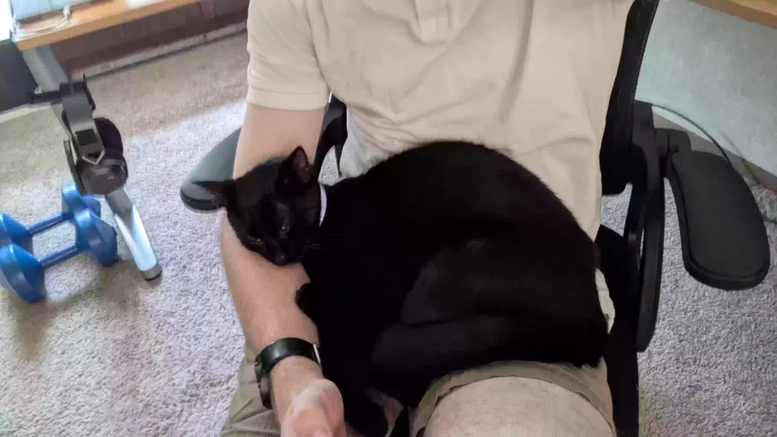 Found cat in Battle Creek, MI, 49017