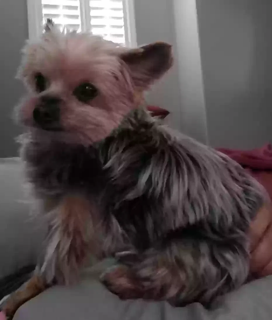 Lost dog in Weslaco, TX, 78599