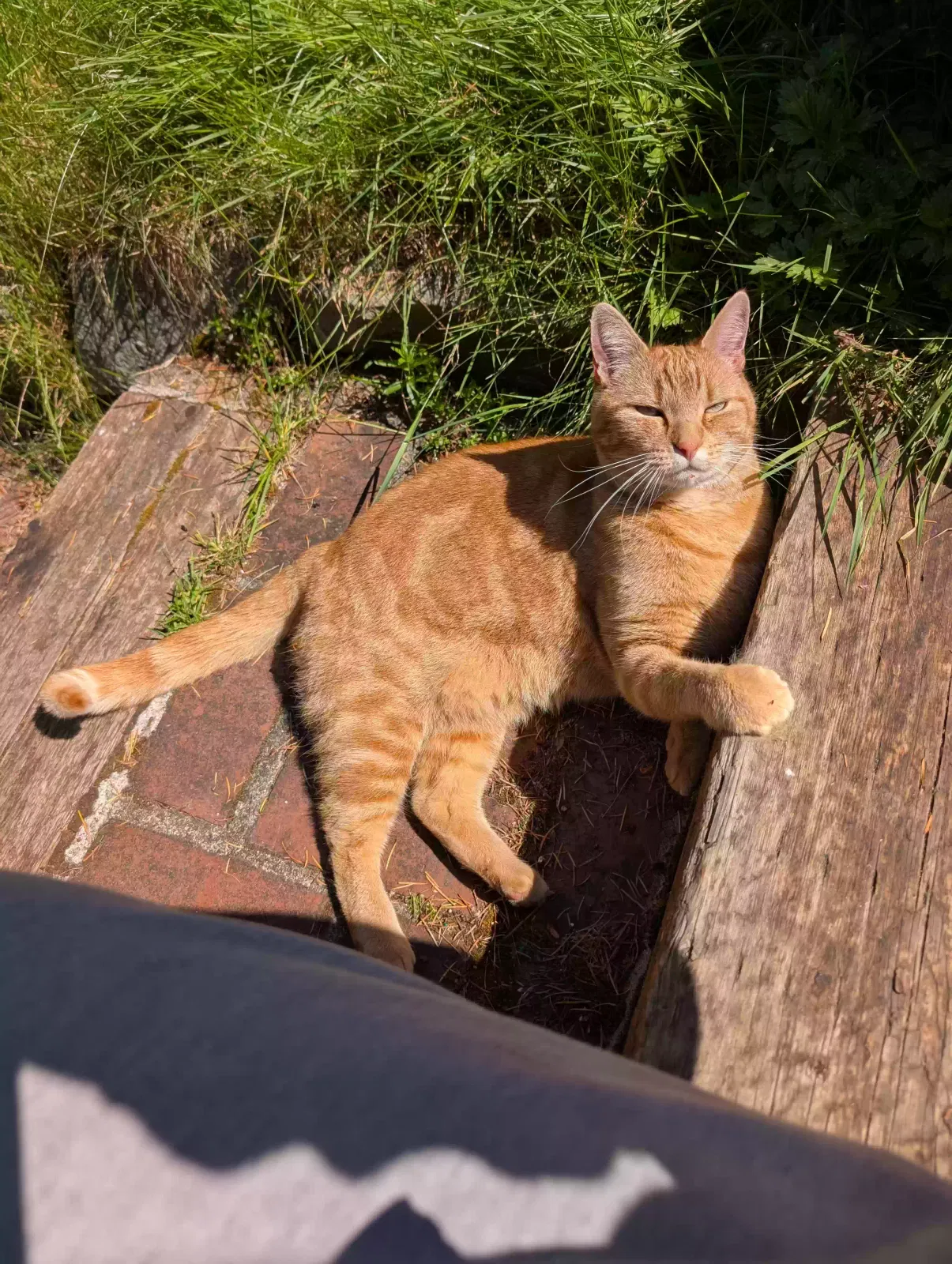 Lost cat in Tacoma, WA, 98405