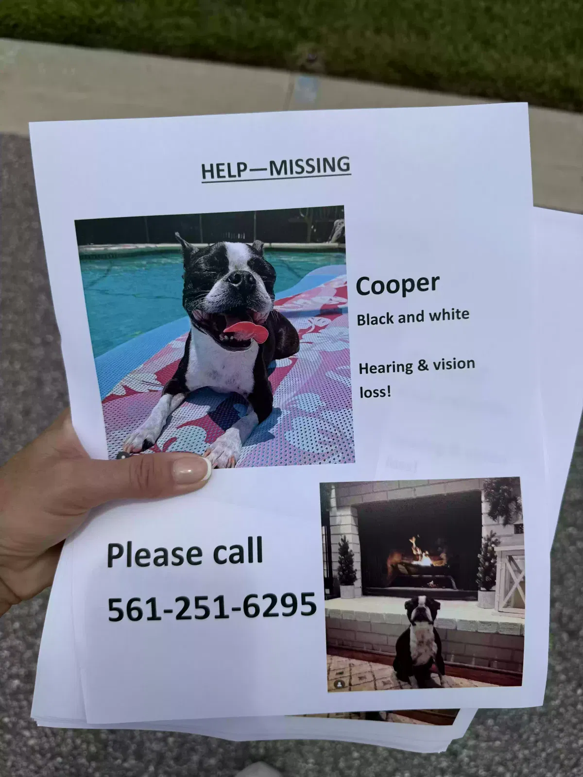 Lost dog in Odessa, FL, 33556