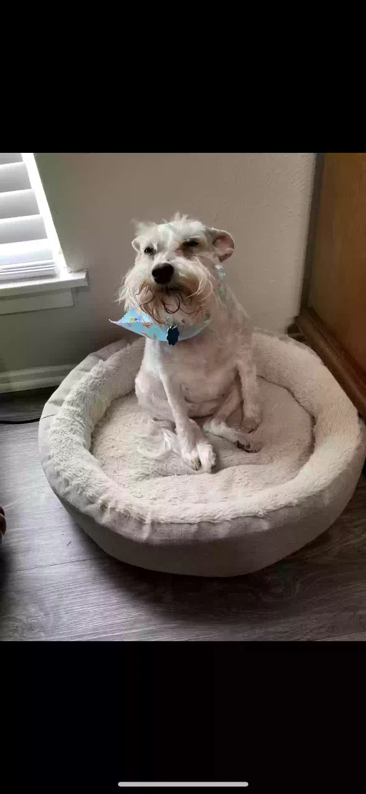 Lost dog in Fort Worth, TX, 76106