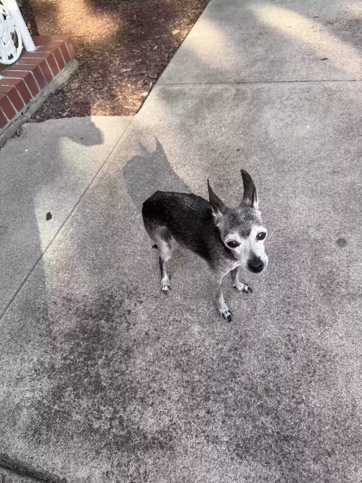 Lost dog in San Mateo, CA, 94403