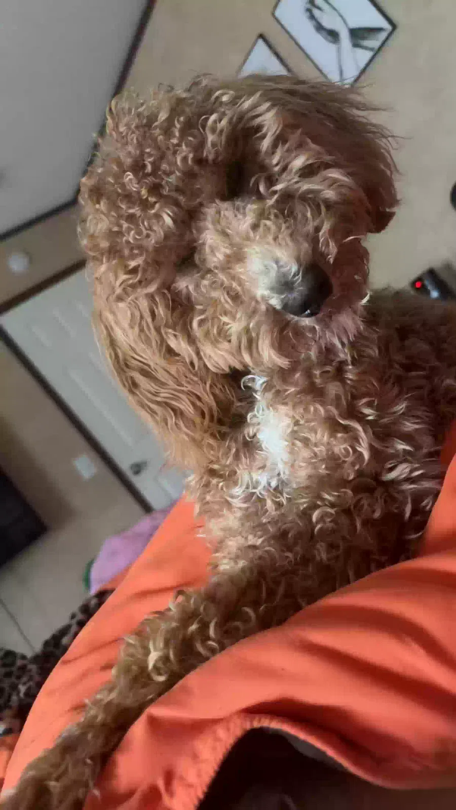 Lost dog in Montgomery, AL, 36116