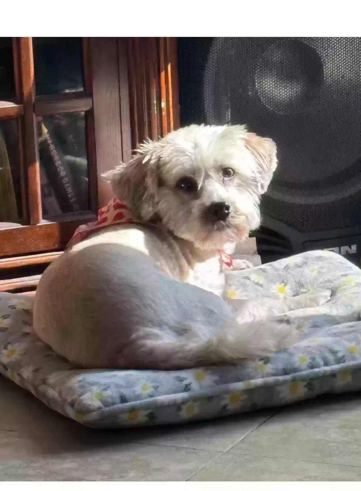 Lost dog in Downey, CA, 90241