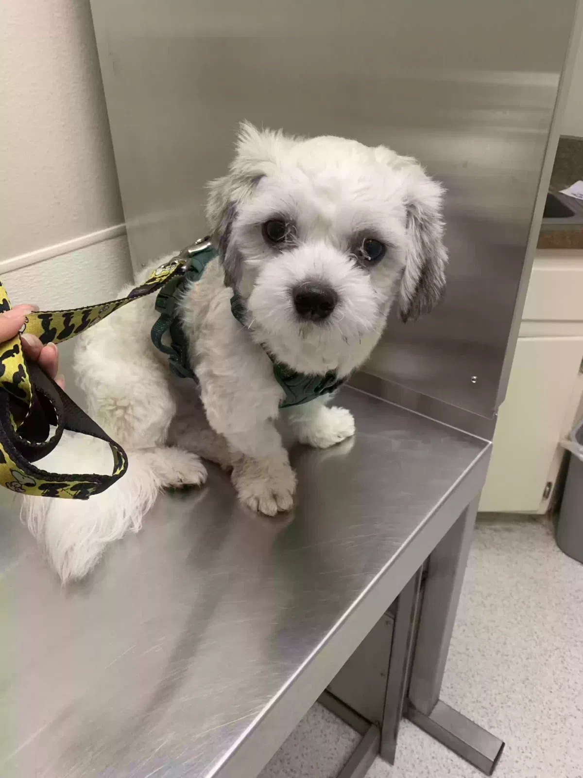 Lost dog in Bakersfield, CA, 93309