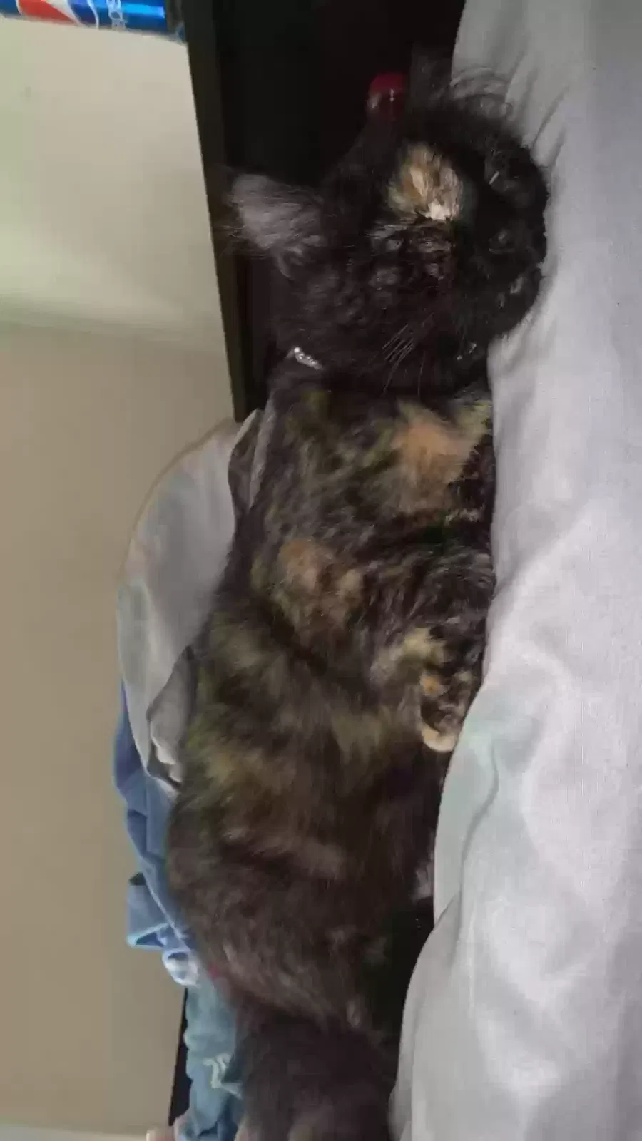 Lost cat in Oklahoma City, OK, 73127